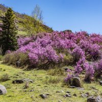 Багульник цветёт :: Виктор Четошников