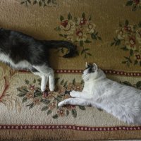 Два кота.. :: Андрей + Ирина Степановы