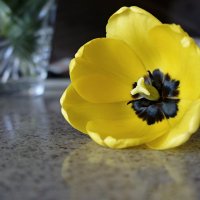 Майский тюльпан :: Зинаида Каширина