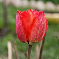 И что там в сердце нераскрытого тюльпана?... :: Андрей Заломленков