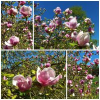 Весна в розовых цветах :: Nina Yudicheva