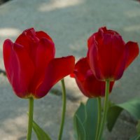 Красные тюльпаны :: Валентин Семчишин