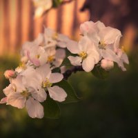 Яблоня в цвету... :: Galina Serebrennikova