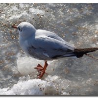 БЫЛА ОДНАЖДЫ И ТАКАЯ ЗИМА :: Анатолий Восточный