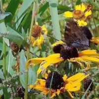 Бабочка с черными крыльями. Акварель :: Фотогруппа Весна