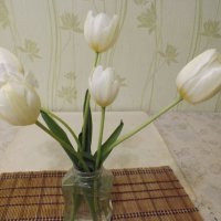 Белые тюльпаны :: Галина Квасникова