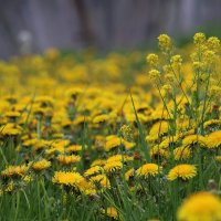 Полевая зарисовка. :: Анатолий. Chesnavik.