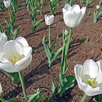 Белые тюльпаны :: Вера Щукина