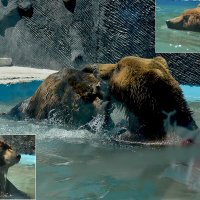 Большой медвежий "балдёж" в Парке счастливых зверей ) :: Тамара Бедай 
