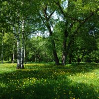 Пора одуванчиков... :: Владимир Безбородов