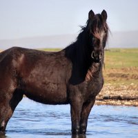 Интерес фотографа к коню...и интерес коня к фотографу... :: Галина Ильясова