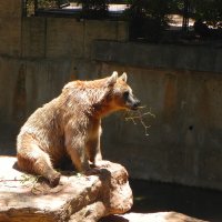 Сирийский бурый медведь. :: Светлана Хращевская