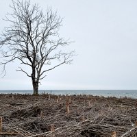 Деревья умирают стоя :: Андрей Николаевич Незнанов