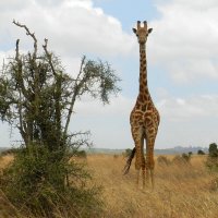 Встреча с жирафом :: Ольга Довженко