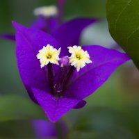 bougainvillea :: Zinovi Seniak