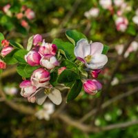 Яблони цветут :: Александр Буторин