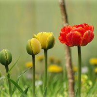 Махровые тюльпаны. :: Елена Kазак (selena1965)