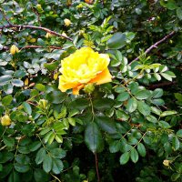 Майская роза 2021 г. Фото №1 :: Владимир Бровко