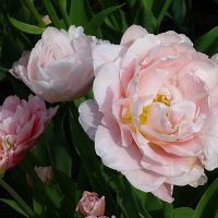 Махровые тюльпаны :: Лидия Бусурина
