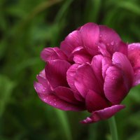 Махровый красавец тюльпан под дождем :: Светлана 