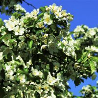 Цветение яблони сливолистной в начале июня 2021 :: Aida10 