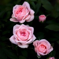 roses :: Zinovi Seniak