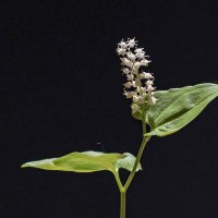 Майник двулистный - Maianthemum bifolium :: Николай Чичерин