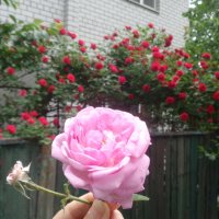 Розовые розы - красные вдали... :: Alex Aro Aro Алексей Арошенко