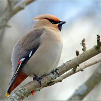 Свиристель :: Вячеслав Минаев