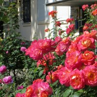 Прекрасный розы аромат вдыхаю и от блаженства просто замираю... :: Татьяна Смоляниченко