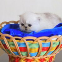 Родились котята - шиншилята.(3 недельки им) :: Оля Богданович