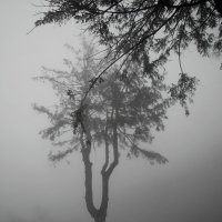 Лесной  туман в горах... :: Евгений 