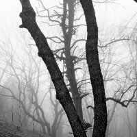 Лес..  в  тумане :: Евгений 