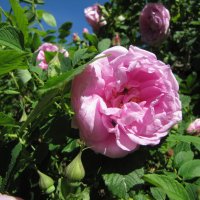 Розовые розы :: veera v
