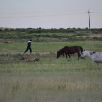 Бегун остановись,трава сейчас хороша. :: Андрей Хлопонин