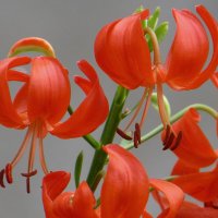 Лилия кудреватая или саранка – многолетнее луковичное растение :: Татьяна Смоляниченко