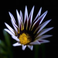 gazania :: Zinovi Seniak