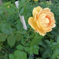 Желтая роза — эмблема печали. :: Сергей Тимоновский