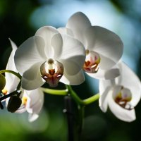 Красавица орхидея :: Иван Литвинов