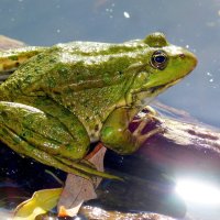 про жаб и лягушек 5 :: Александр Прокудин
