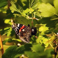 Бабочка в саду :: Aнна Зарубина
