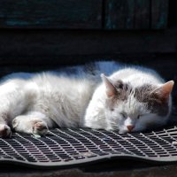 Пришёл в гости да на пороге и уснул. :: Восковых Анна Васильевна 