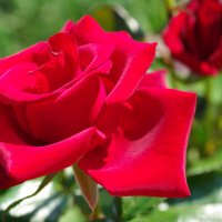 Красная роза-символ любви :: Ирина Баскакова
