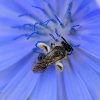 Цикорий и пчела, обоюдная польза. :: Геннадий Коробков