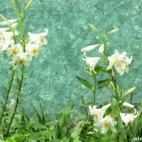 Белые лилии :: Нина Бутко