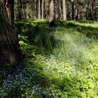 Лес с незабудками :: Наталия Григорьева