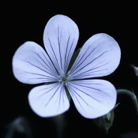 geranium :: Zinovi Seniak