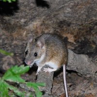 Малая лесная мышь. :: Лина 