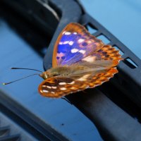 бабочки обживают моё авто...5 :: Александр Прокудин