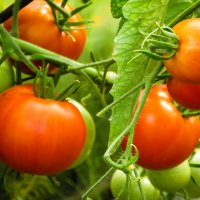 Урожай томатов :: Любовь 